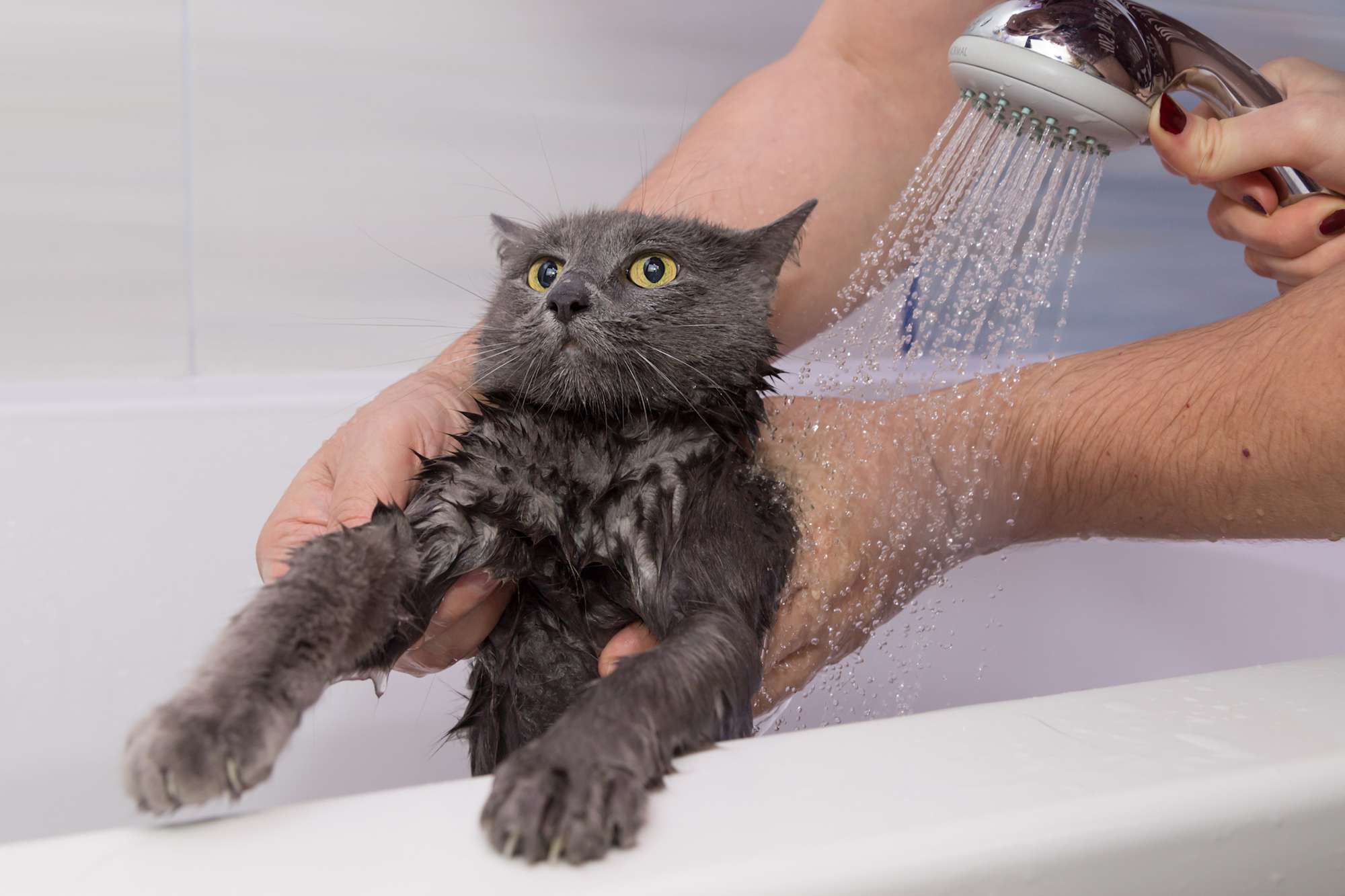 Razones Por Las Que Los Gatos Odian El Agua Etopic Es