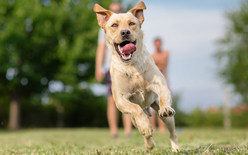 Cómo calmar a un perro consejos para calmar a un perro Etopic es