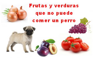 Frutas y verduras que no puede comer un perro