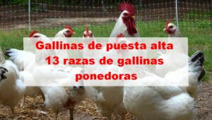 Gallinas de puesta alta 13 razas de gallinas ponedoras