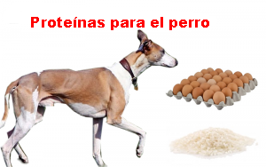 Proteínas para el perro