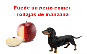 Puede un perro comer rodajas de manzana