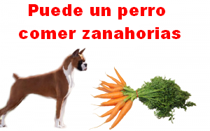 Puede un perro comer zanahorias