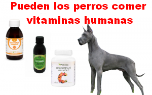 Pueden los perros comer vitaminas humanas