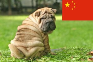 Razas de perros chinos - 17 perros de China