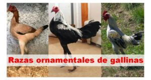 Razas ornamentales de gallinas