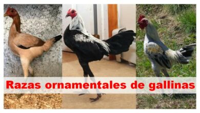 Razas ornamentales de gallinas