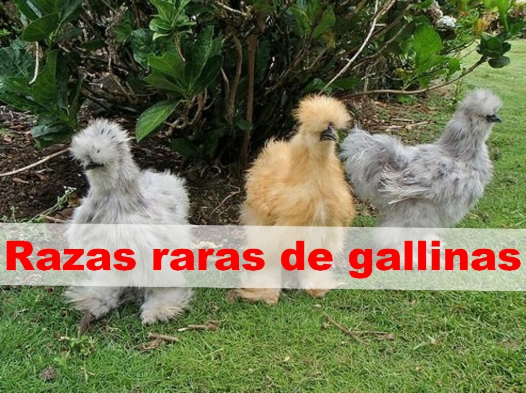 Razas raras de gallinas las 10 razas más raras Etopic es