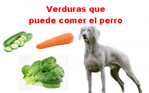 Verduras que puede comer el perro 